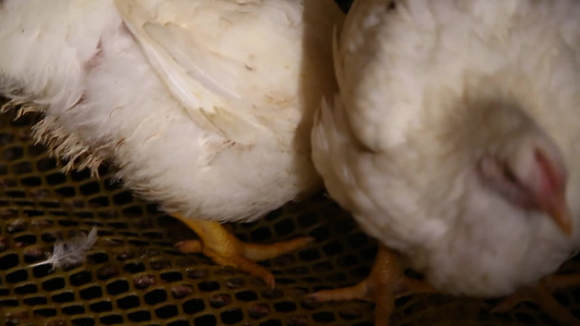 养殖户养鸡场视频