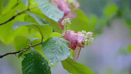 花朵视频