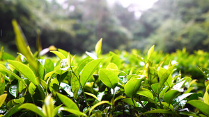 雨天茶山上茶叶4K特写17秒视频