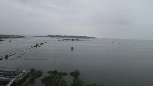 航拍祖国大好江河湖南岳阳洞庭湖水上植物森林芦苇视频