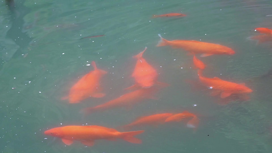 水池池塘里的锦鲤鲤鱼观赏鱼视频