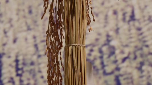 水稻一束稻谷大米视频