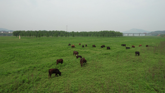 航拍草原湿地牛羊在吃草视频