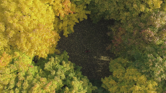 女青年在秋天公园旋转空中垂直自上而下的视野无人机向上视频