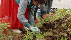 将鲜花移植到城市公园的花棚里7秒视频