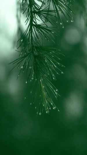 实拍雨天树枝水滴梅雨季49秒视频