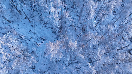 岭上冬季雪景雾凇雪松树挂林海雪原银装素裹视频