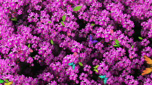 4K唯美的紫色小花背景素材30秒视频