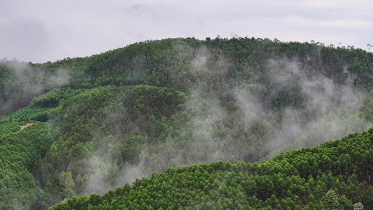 森林树木云雾航拍视频
