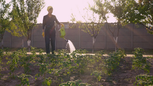 后院的种植蔬菜23秒视频
