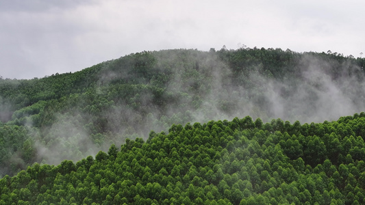 森林树木云雾航拍视频