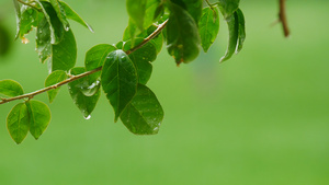 夏天下雨的植物82秒视频