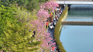 4K深圳南山中心河赏花的游客27秒视频