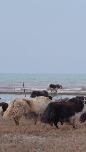 实拍青海湖放牦牛群风景自治州21秒视频