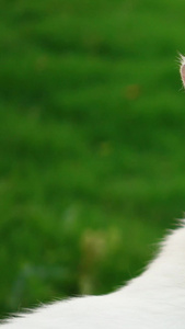 户外草坪上可爱的猫咪宠物猫素材视频