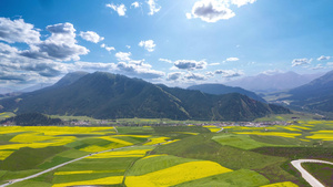 青海夏季的油菜花自然风光15秒视频