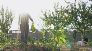 阳光明媚的一天园丁肖像41秒视频