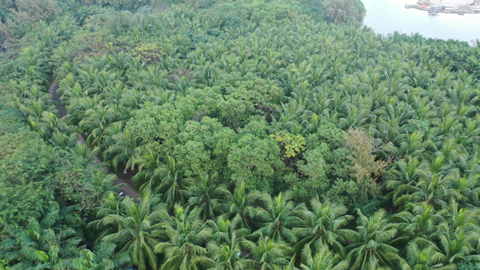 航拍海南海口白沙门公园椰子树椰林风光视频