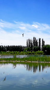 新疆阿克苏国家湿地公园候鸟飞舞视频素材视频