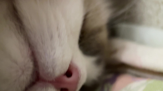 猫咪鼻子爪子微距特写视频
