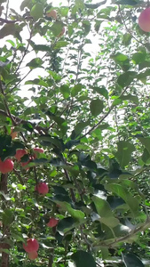 陕北延安洛川苹果航拍苹果树视频