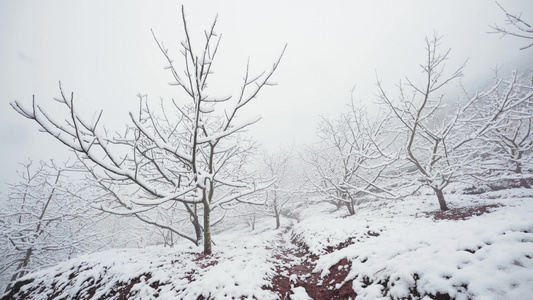 成都龙泉山森林公园下雪视频