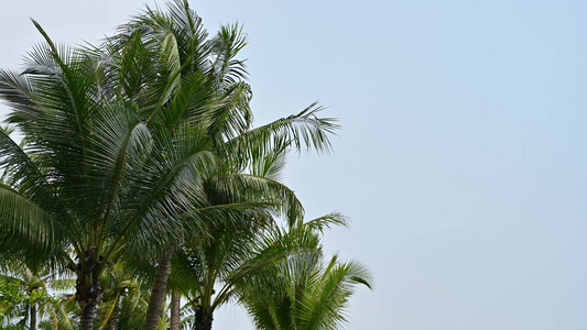 风中摇曳的椰子树空镜头视频