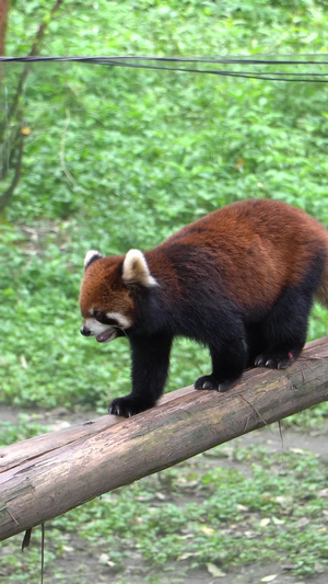 小熊猫打闹动物园31秒视频