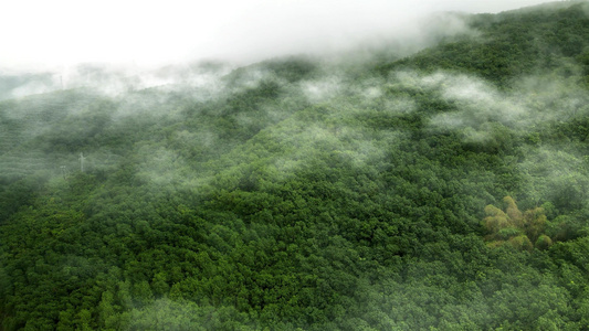 热带雨林云雾缭绕视频