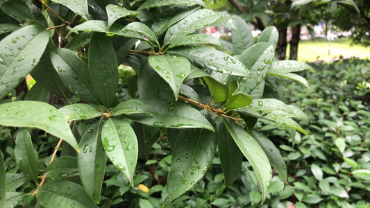 雨后的树叶视频