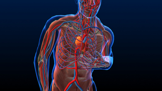 3D人体医疗心脏病[人体生理]视频