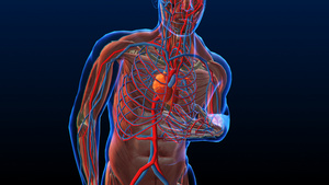 3D人体医疗心脏病15秒视频