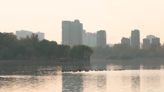 夕阳下湿地保护公园野鸭群湖中戏水剪影视频