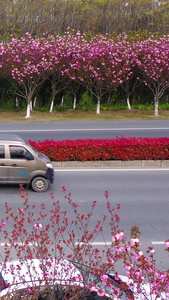 航拍樱花公路恢复后的街道视频