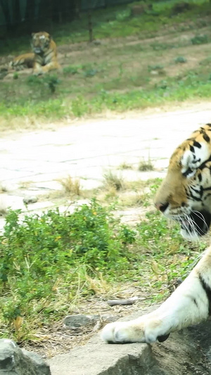 老虎肉食动物8秒视频