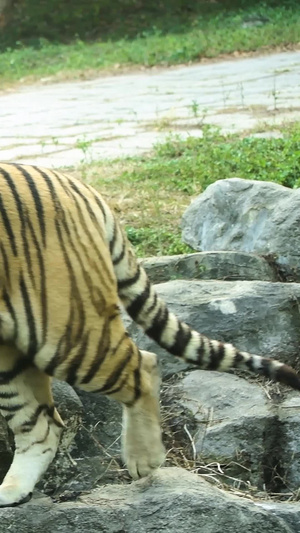 老虎野生动物8秒视频