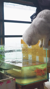  动物世界 猫抓水缸里的鱼猫鱼大战视频