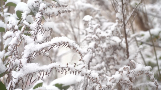 冬天大雪雪景下雪树叶积雪飘雪唯美4K特写2视频