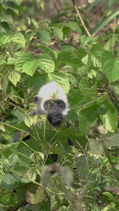 高清竖屏航拍崇左野生动物保护区白头叶猴觅食 视频