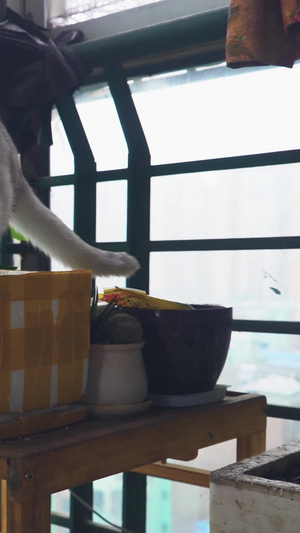  动物世界 猫抓水缸里的鱼猫捕鱼45秒视频