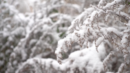 冬天大雪雪景下雪树叶积雪飘雪唯美4K特写3视频