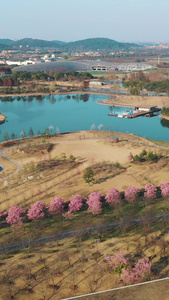 辰山植物园樱花大道城市风光视频