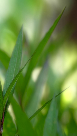 高清植物花朵唯美意境花草树木52秒视频