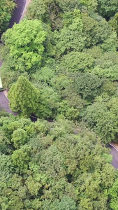 航拍森林中的公路视频自然风光视频