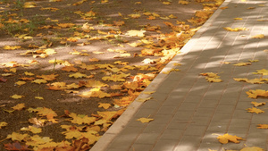 深秋阳光透过树叶照射地上落叶35秒视频
