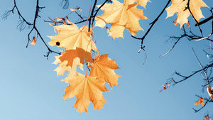 深秋落了树叶的树枝19秒视频