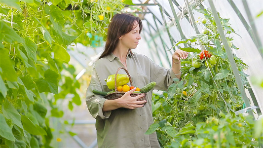 在温室里放一篮绿菜蔬菜的年轻女子收割时间到了视频