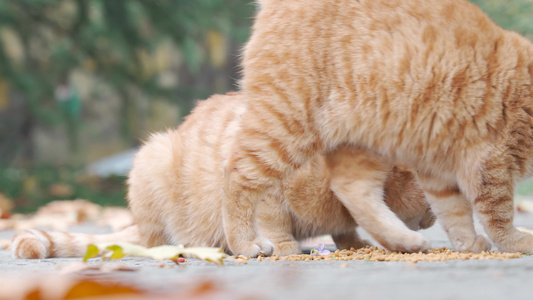 4k实拍中华田园猫吃猫粮视频