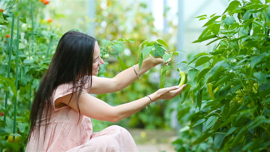 在温室里放一篮绿菜蔬菜的年轻女子收割时间到了视频