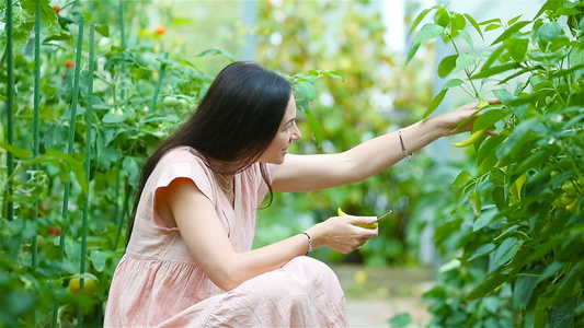 在温室里放一篮绿菜蔬菜的年轻女子收割时间到了视频